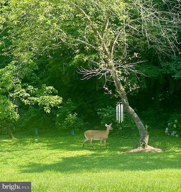 244 Puritan Place photo 82