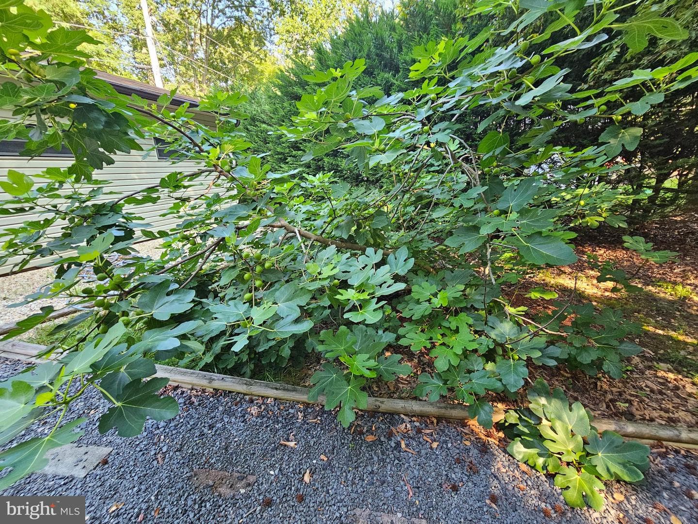 491 Redwood Lane photo 41
