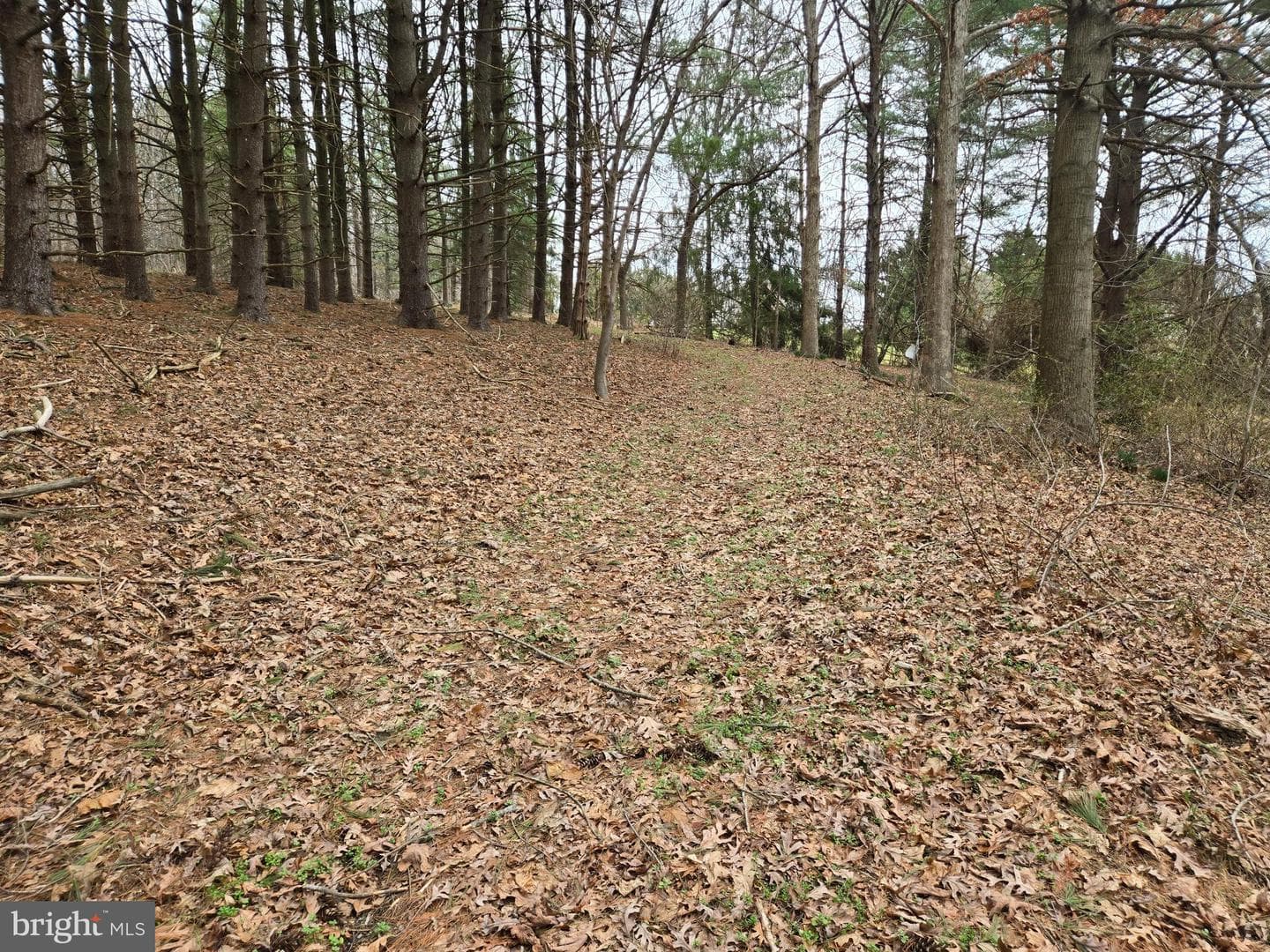 Farmington photo 19