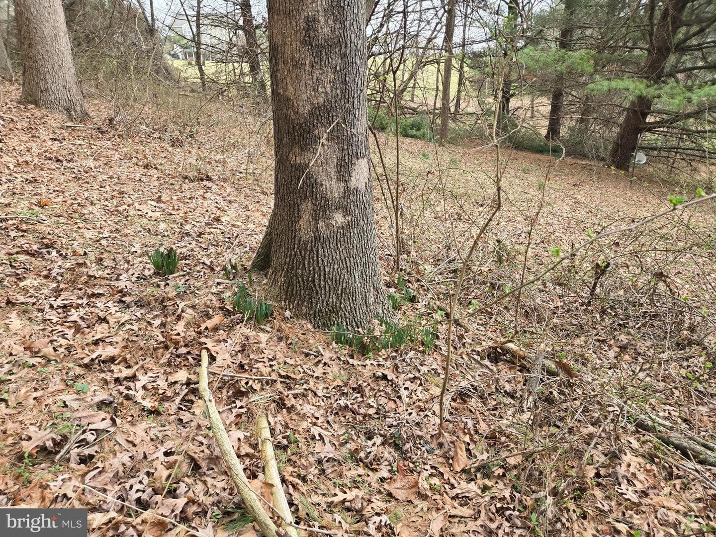 Farmington photo 33