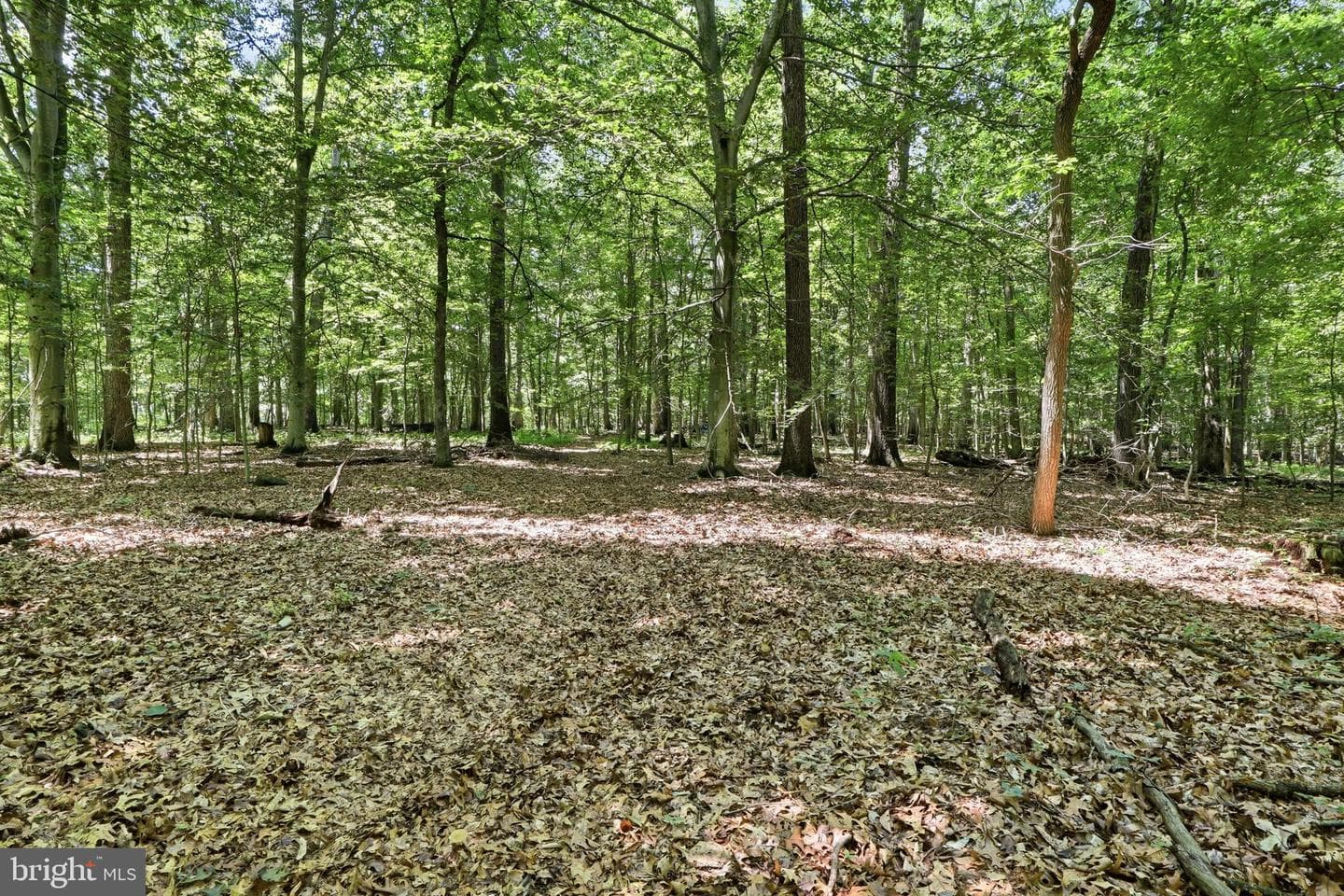 3555 Mill Green Road photo 81