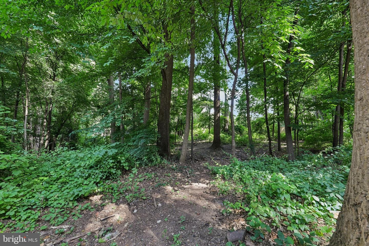 2062 Derby Ridge Lane #3-16 photo 53