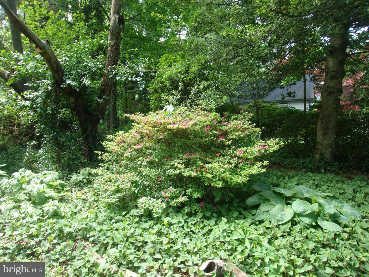 25 Maryland Avenue photo 87