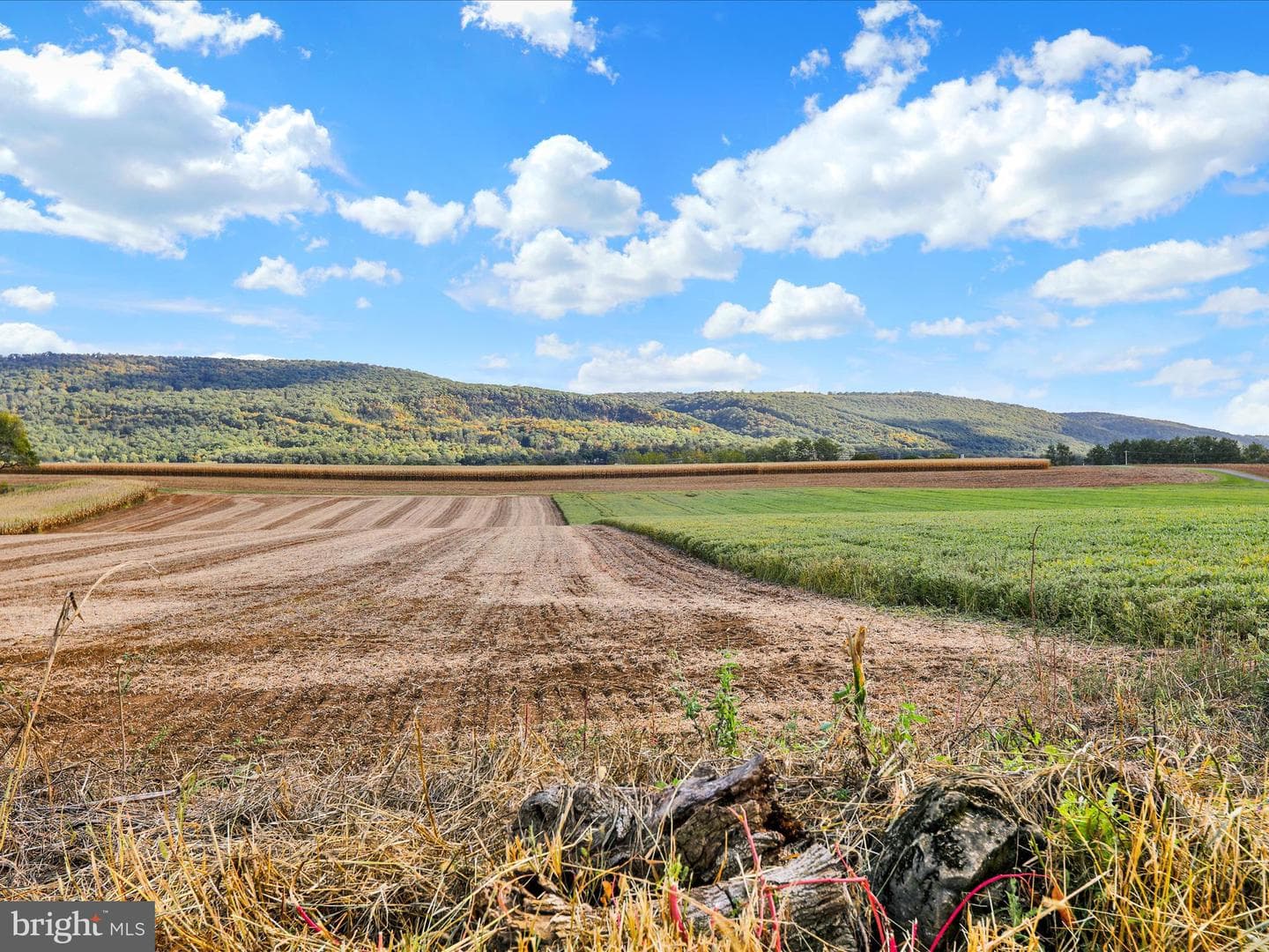 143 Rosebush Court photo 18