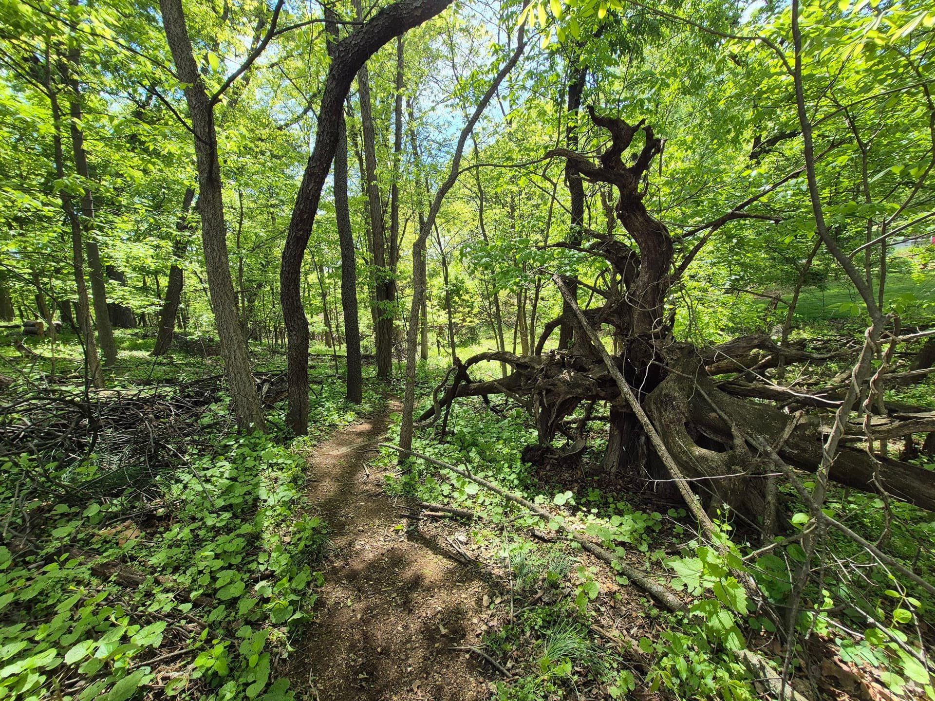 1406 Princeton Road photo 12