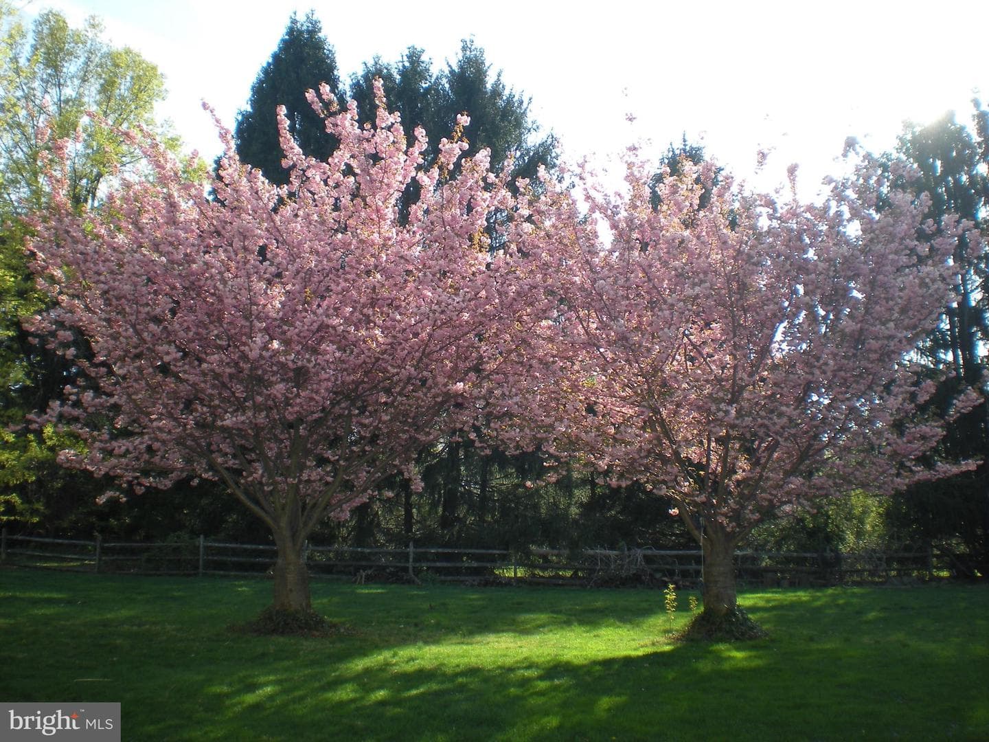 4 Treemont Drive photo 5