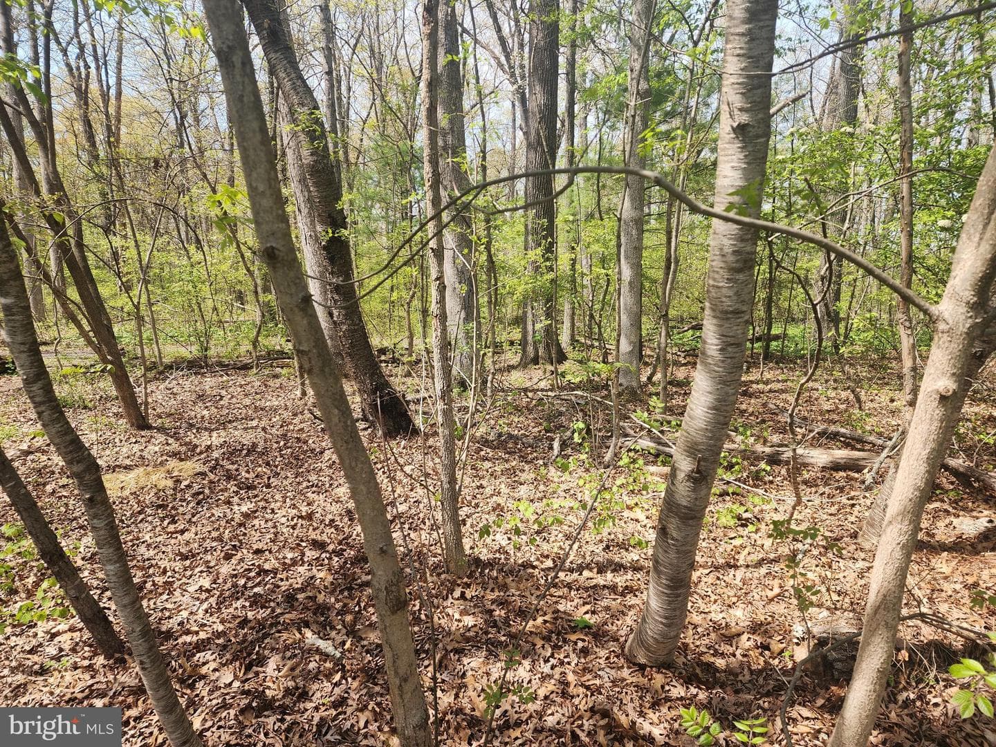 733 Dogwood Drive photo 4