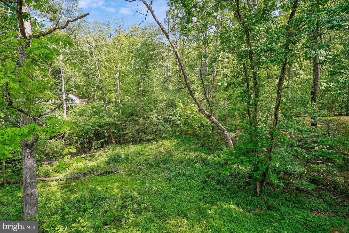 12203 Woodlark Court photo 59