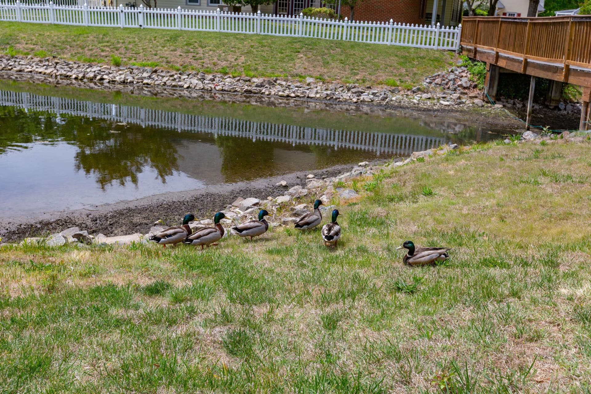 11701 Hampshire Court photo 53