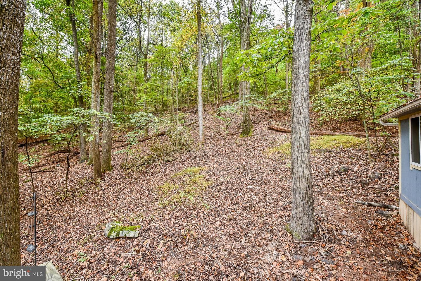 161 Dewdrop Lane photo 19