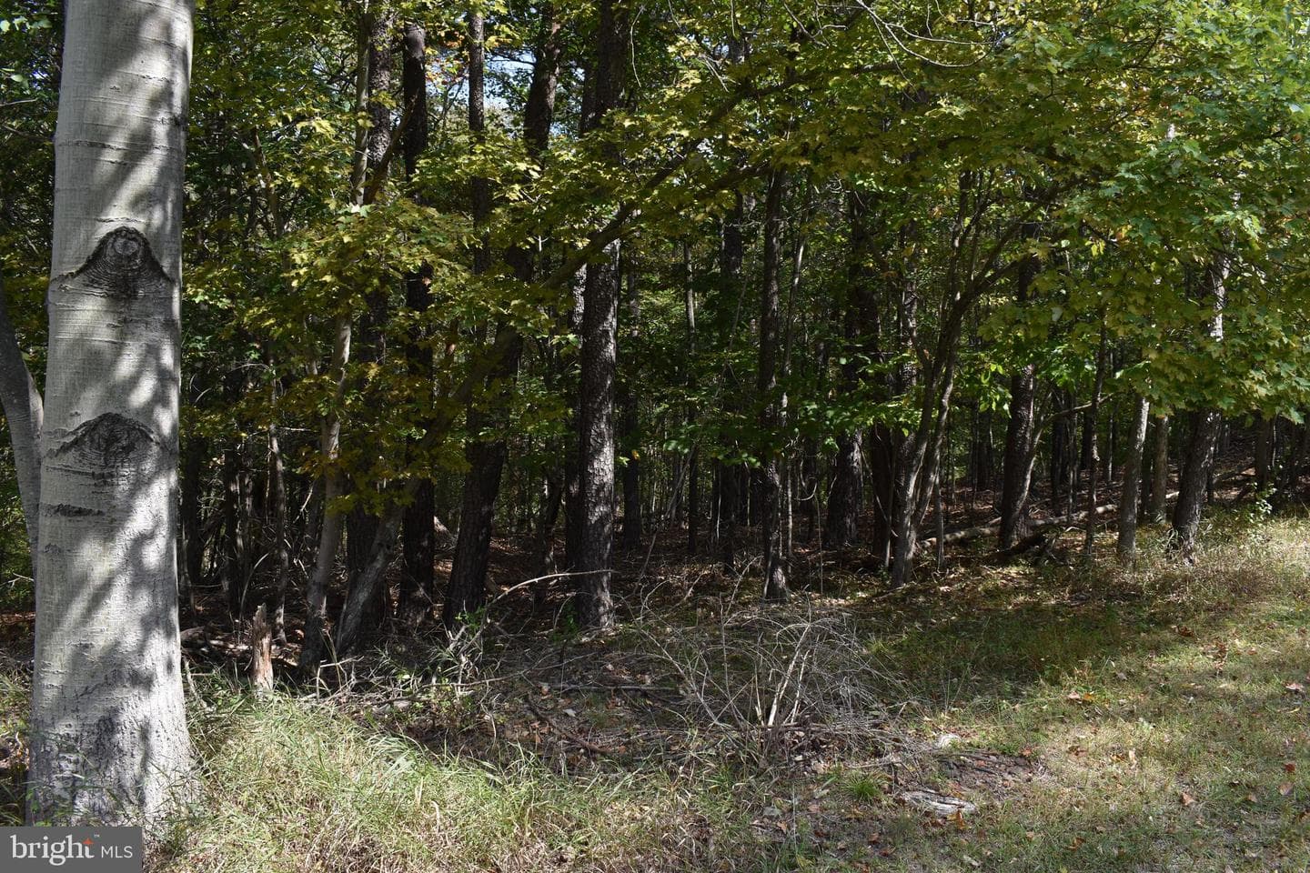 19 Mountain Laurel Drive photo 32