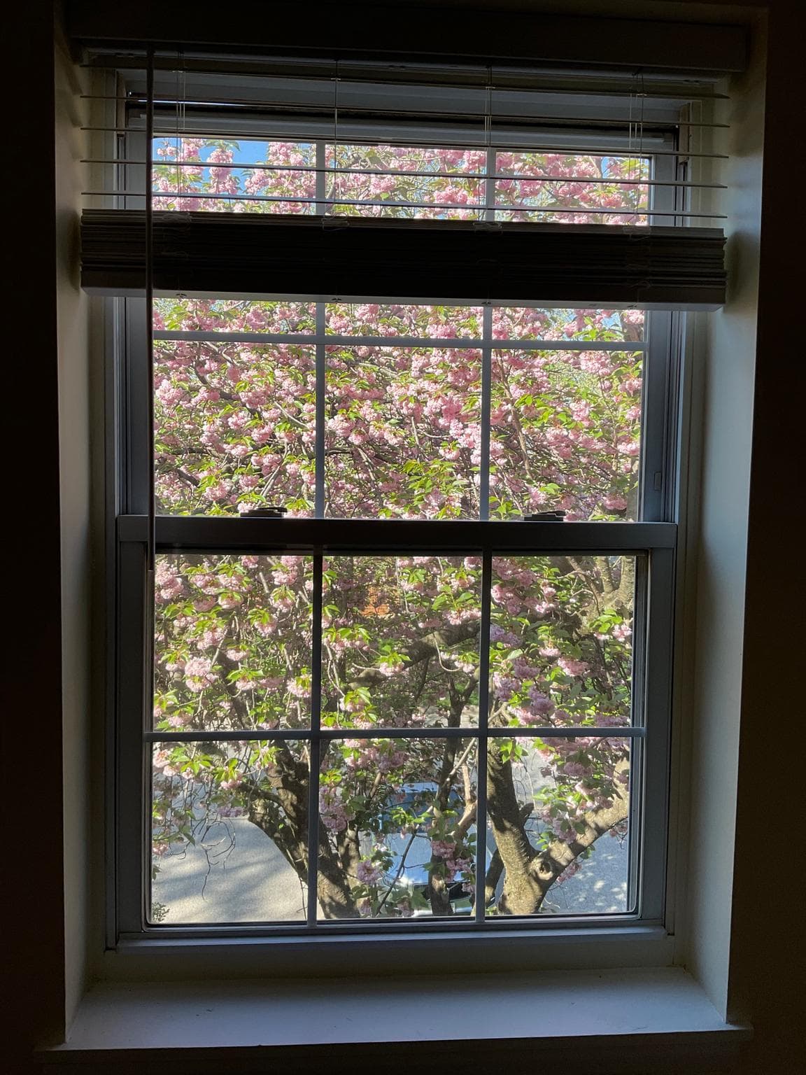 95 Blondell Court photo 49