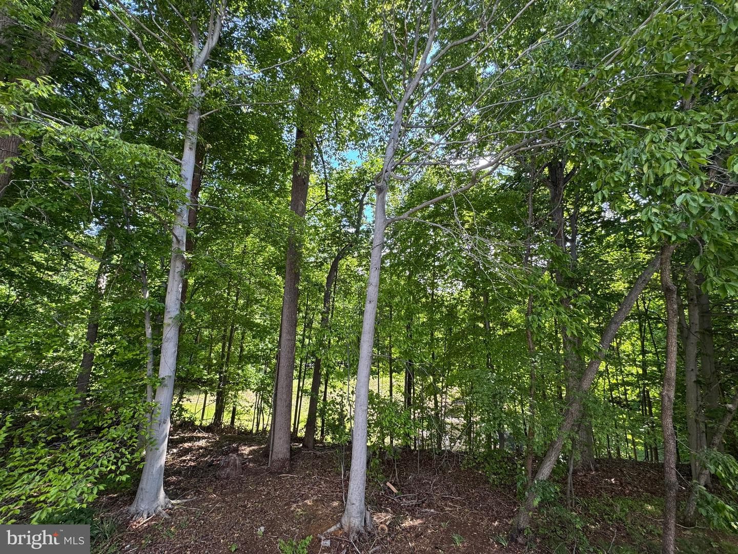 9214 Brewington Lane photo 14