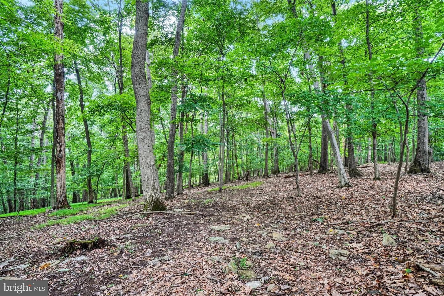 8272 Woodbine Road photo 58