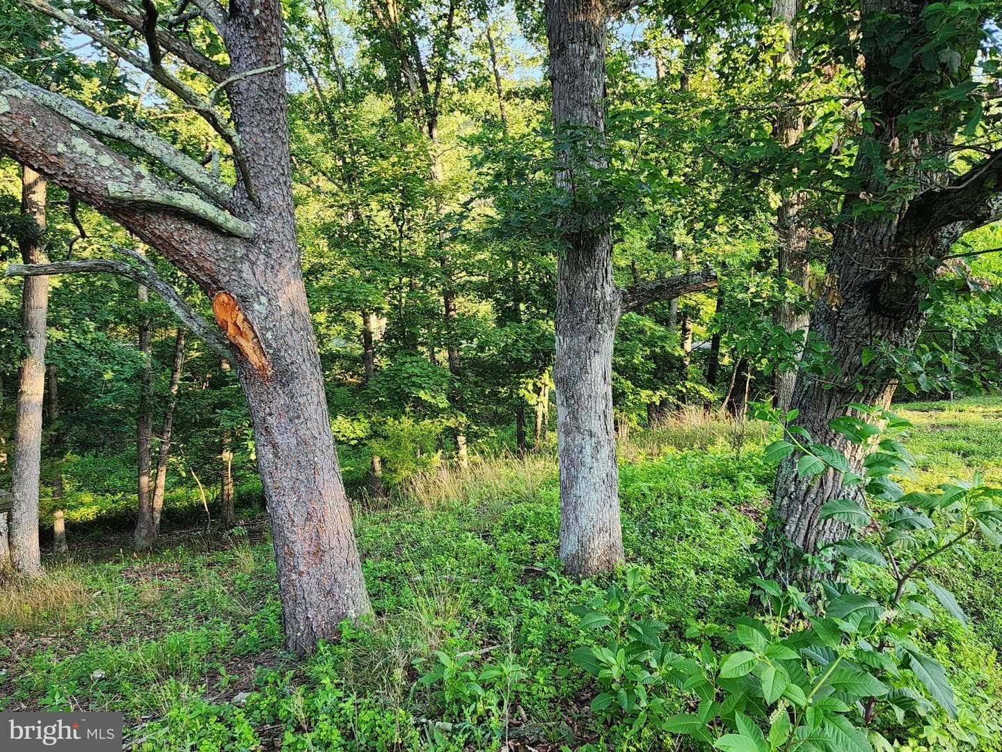 4549 Georges Run Road photo 21