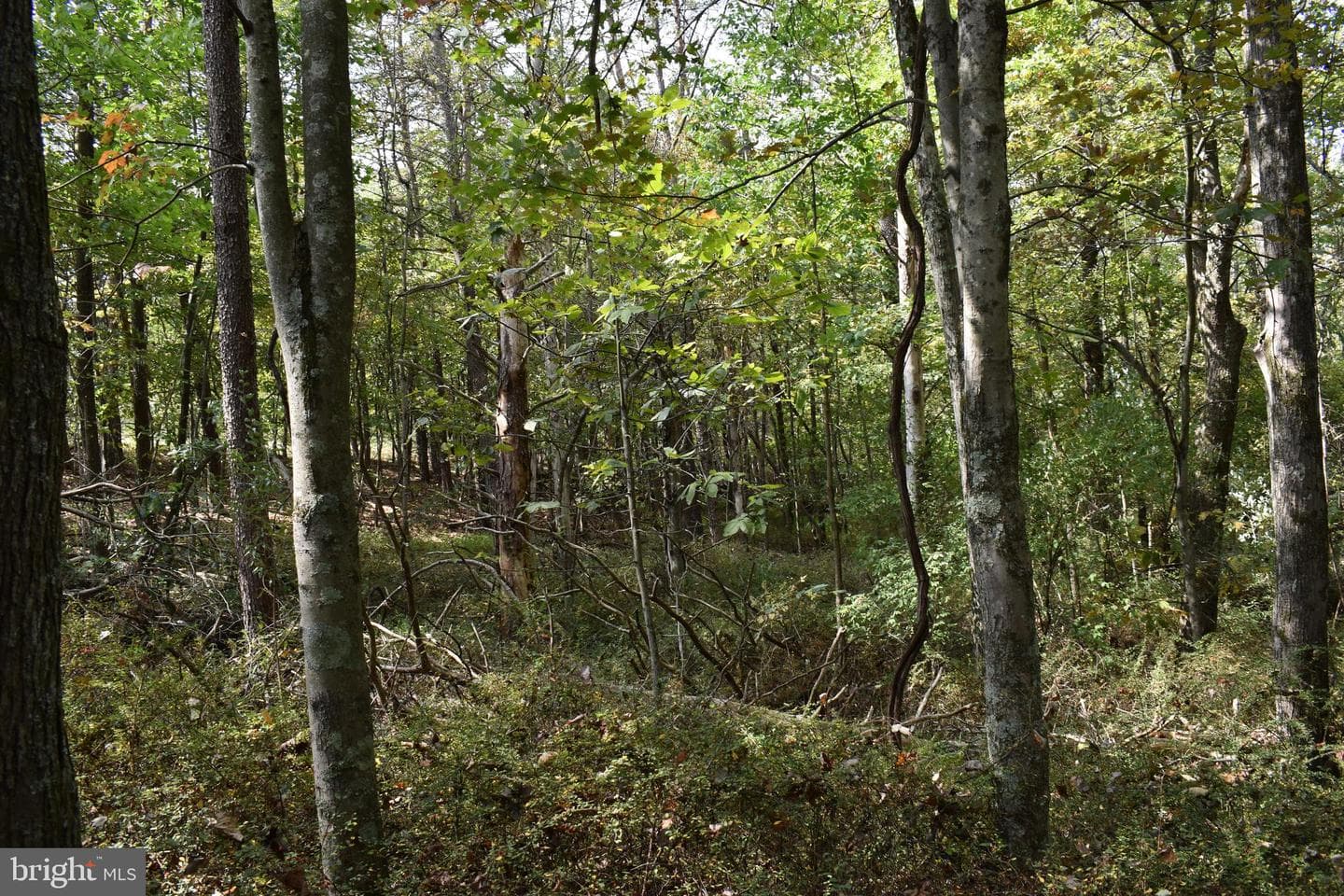 19 Mountain Laurel Drive photo 47